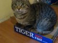 tiger.jpg